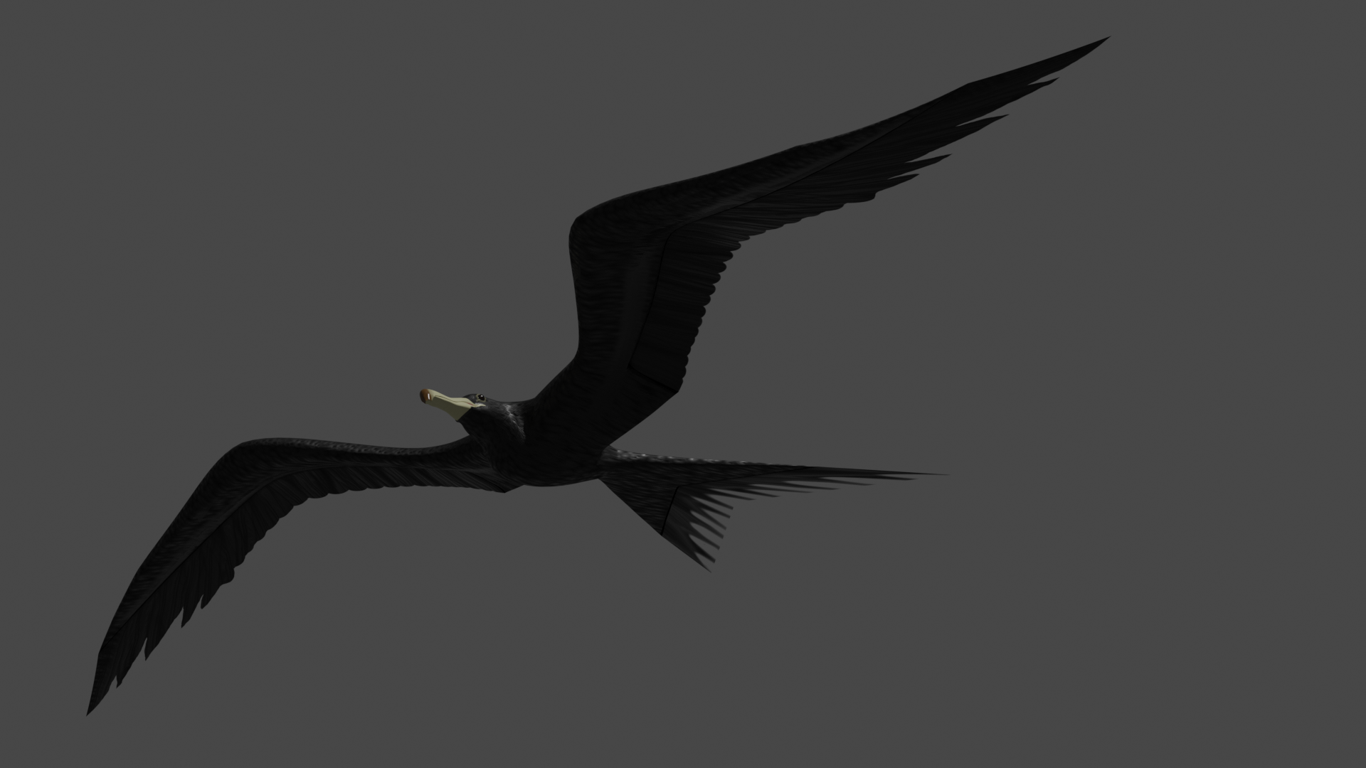 Frigate bird in fight basic Rigged preview image 2