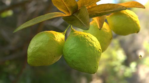 Lemons are green? preview image