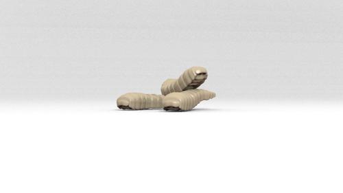 Maggots preview image