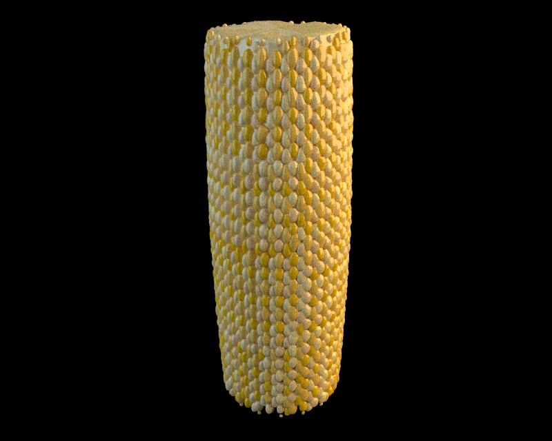 Cycles Grass 3 + Corn preview image 4