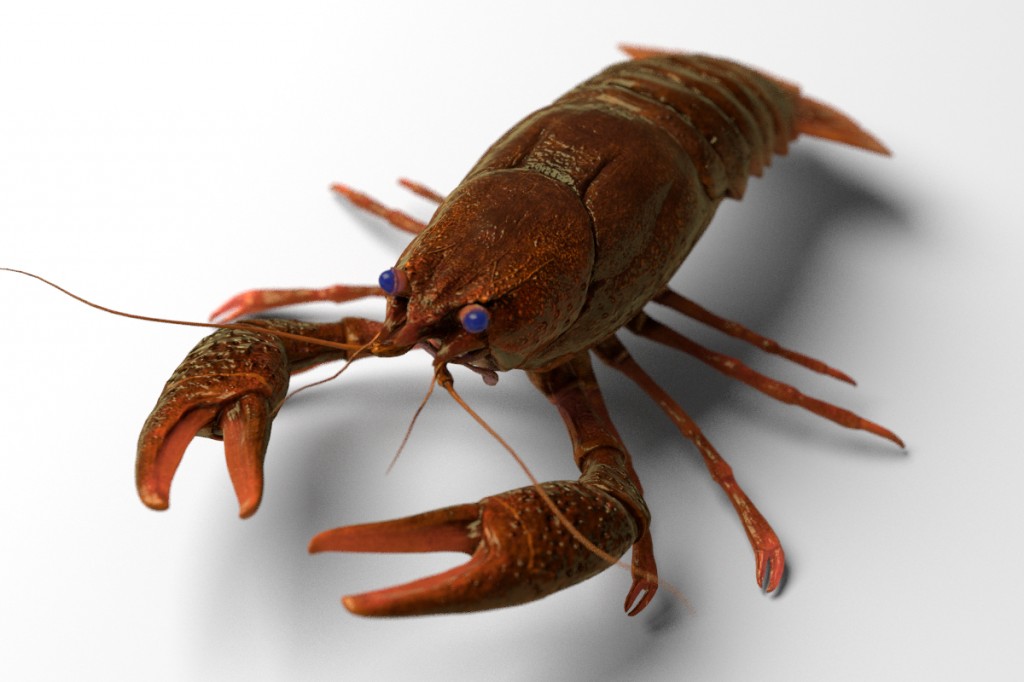 Astacus preview image 1