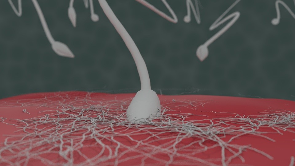 Sperm Race to the Egg preview image 1