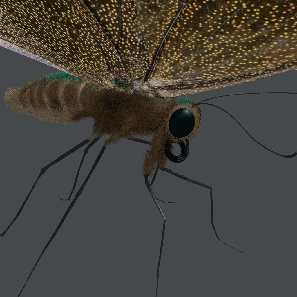 Ulysses Butterfly preview image 3