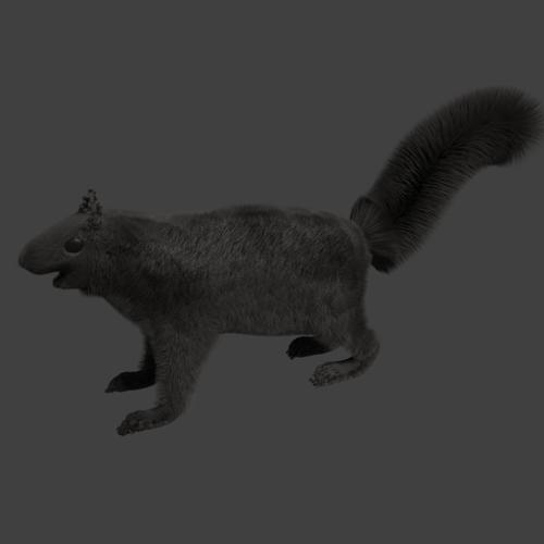 Squirrel preview image