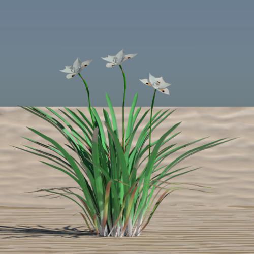 Dietes Bi-colour preview image