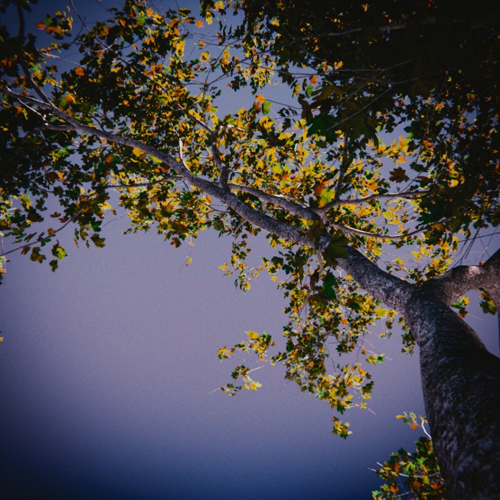 Tree, again ! preview image 2