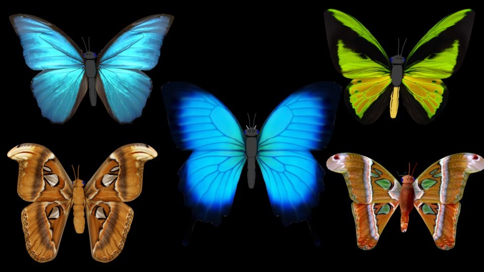 Butterfly preview image 2