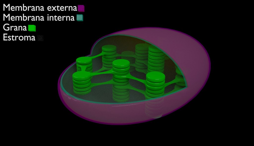 Cloroplasto em corte preview image 3