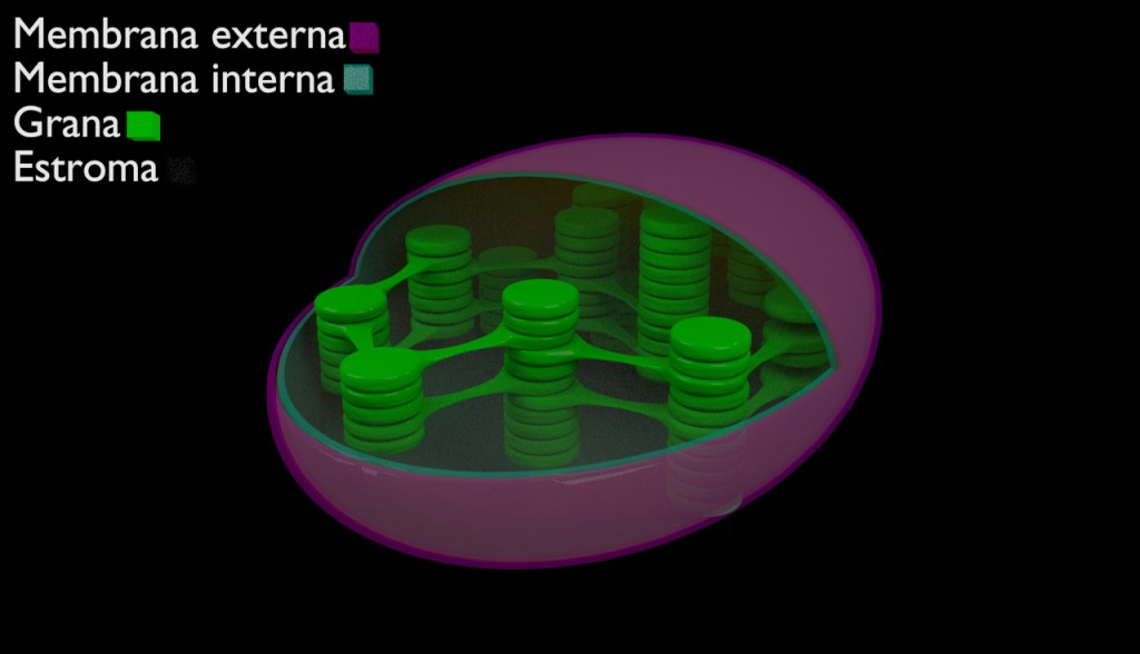 Cloroplasto em corte preview image 4