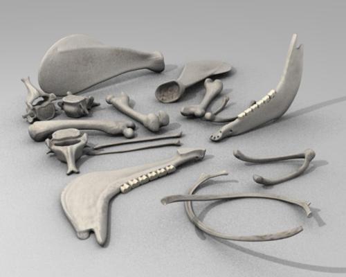 dawidh householditems shamanhut bones preview image