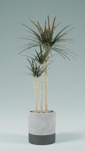 Indoor Plnats(Dracaena) preview image
