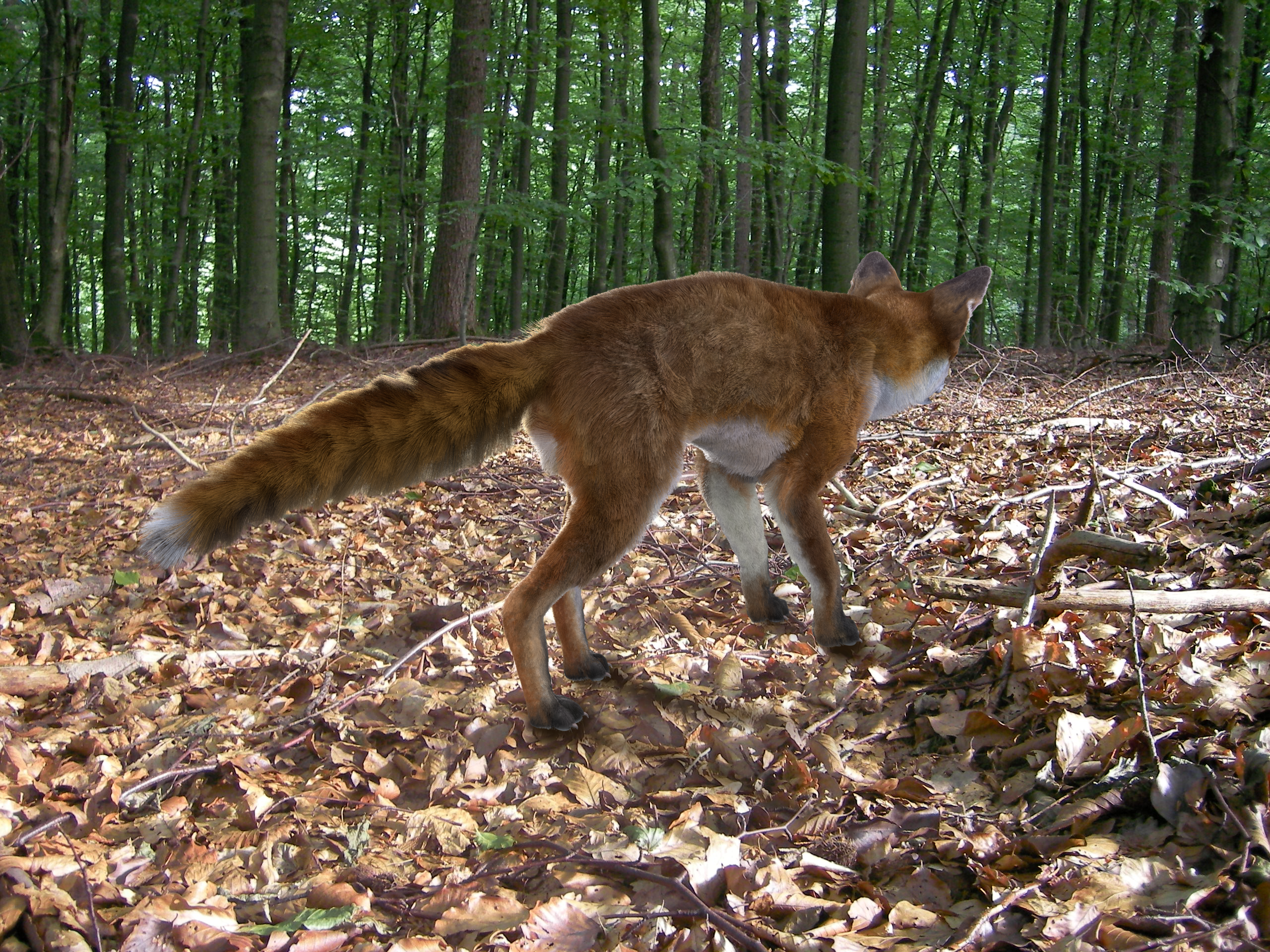 Red Fox with fur and Rig preview image 2