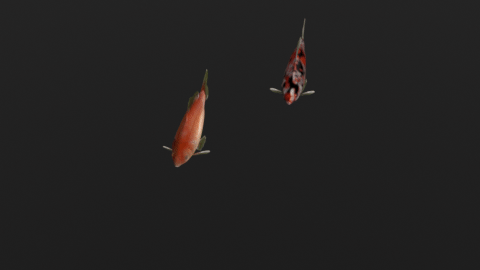 Shubunkin & Common goldfish preview image 2