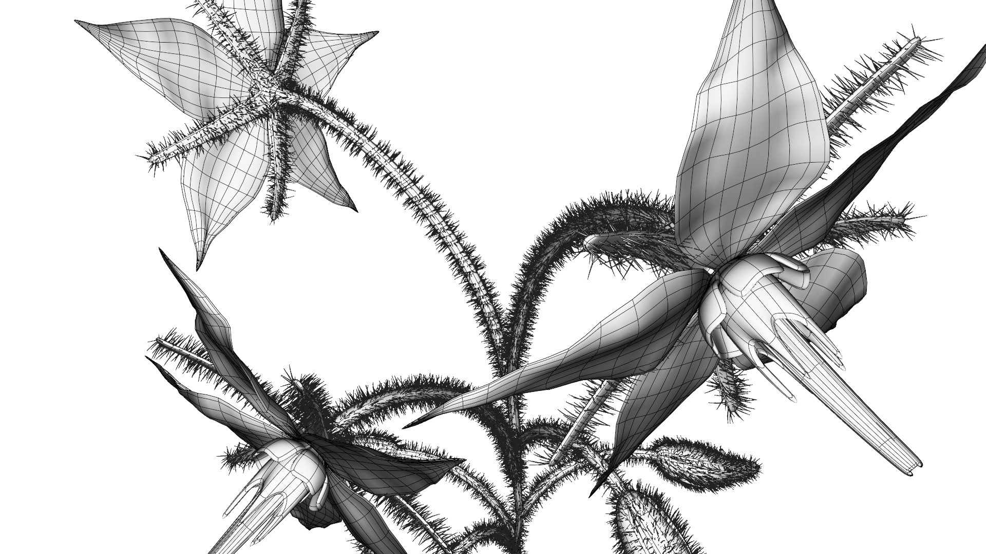 Borage Flower preview image 11