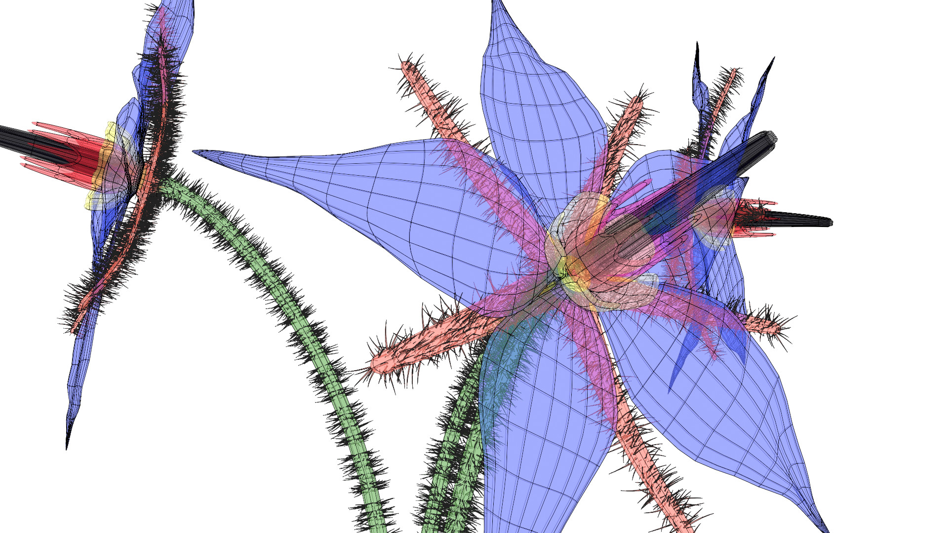 Borage Flower preview image 12
