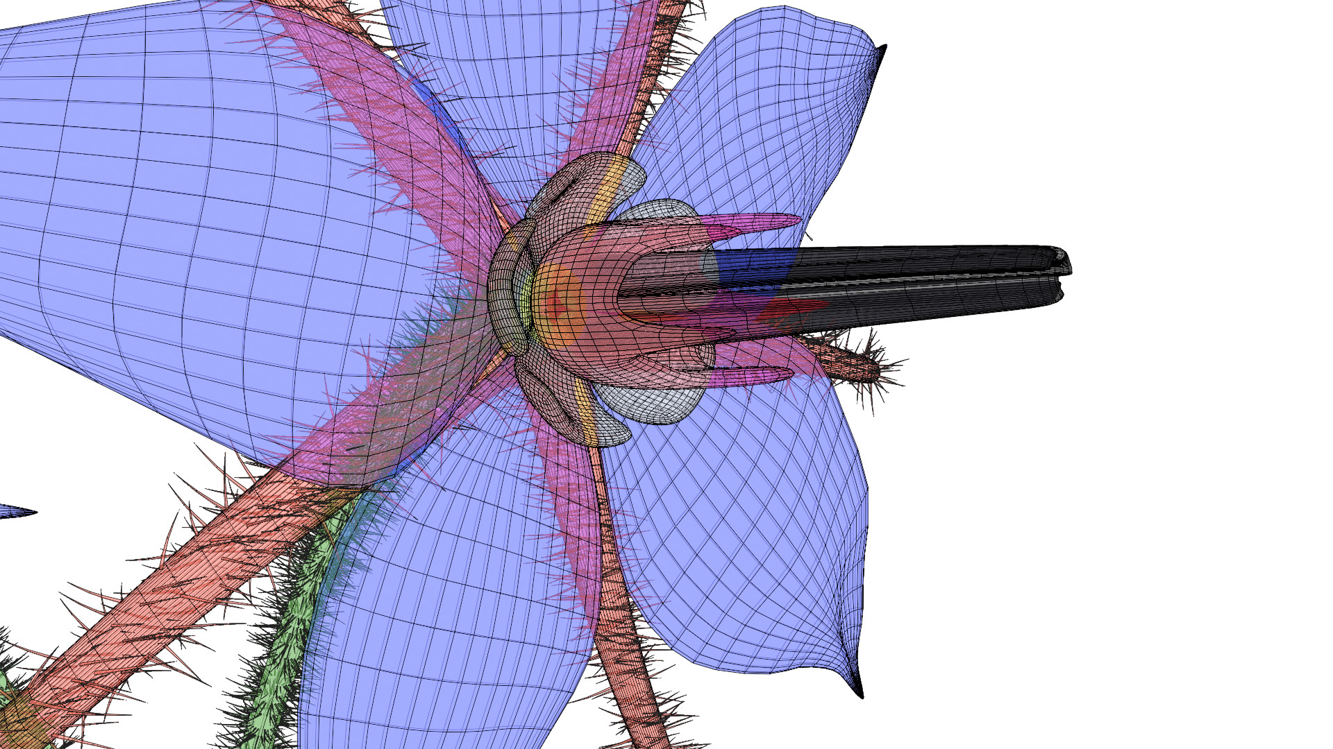 Borage Flower preview image 13