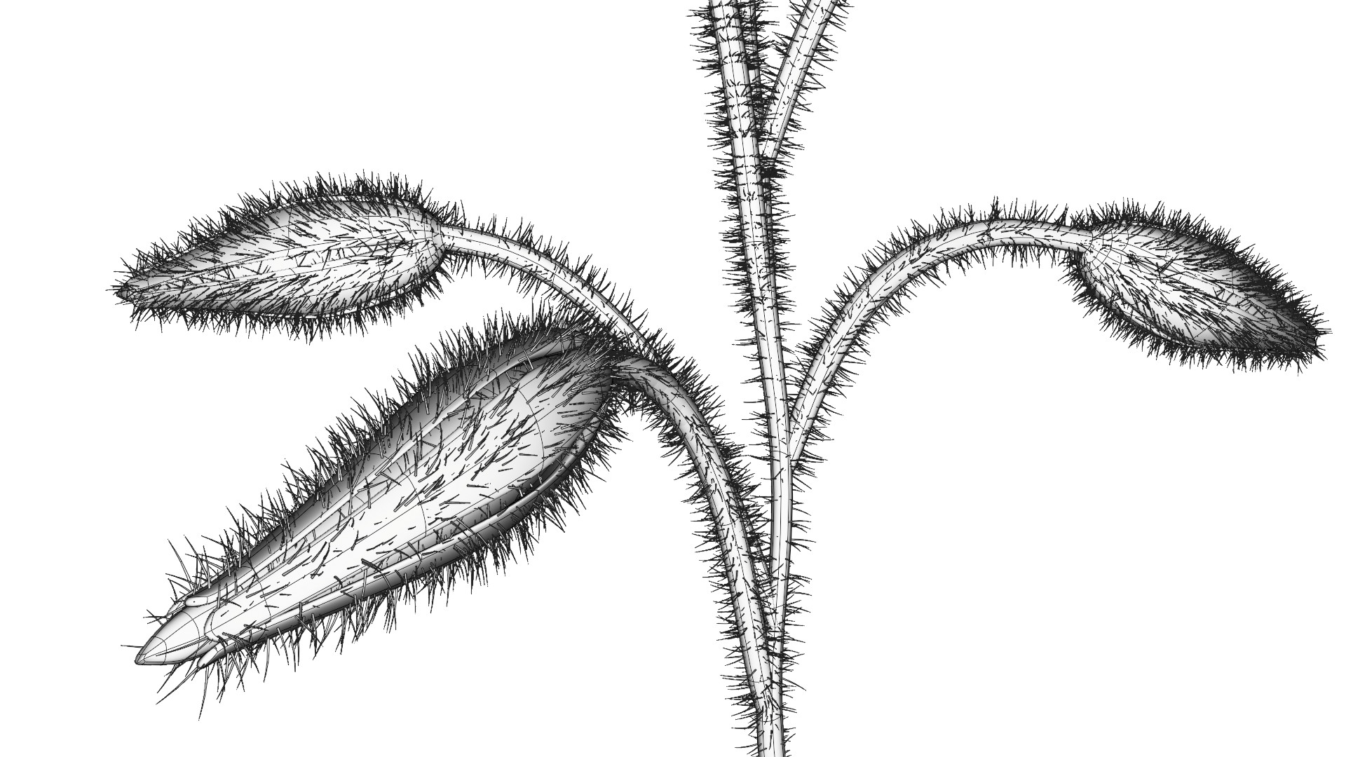 Borage Flower preview image 10