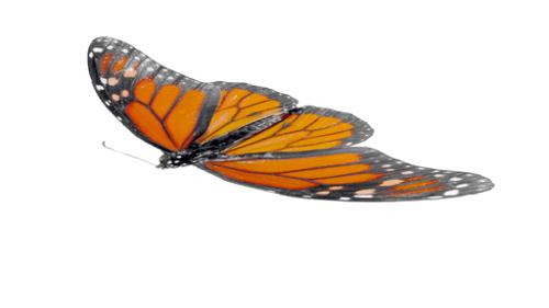 Butterfly preview image