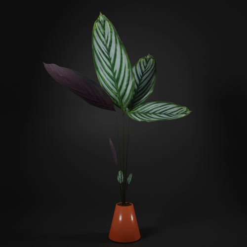 Calathea plant preview image