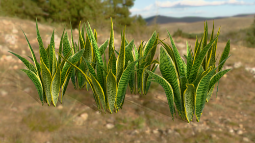 Snake Plant Variety preview image