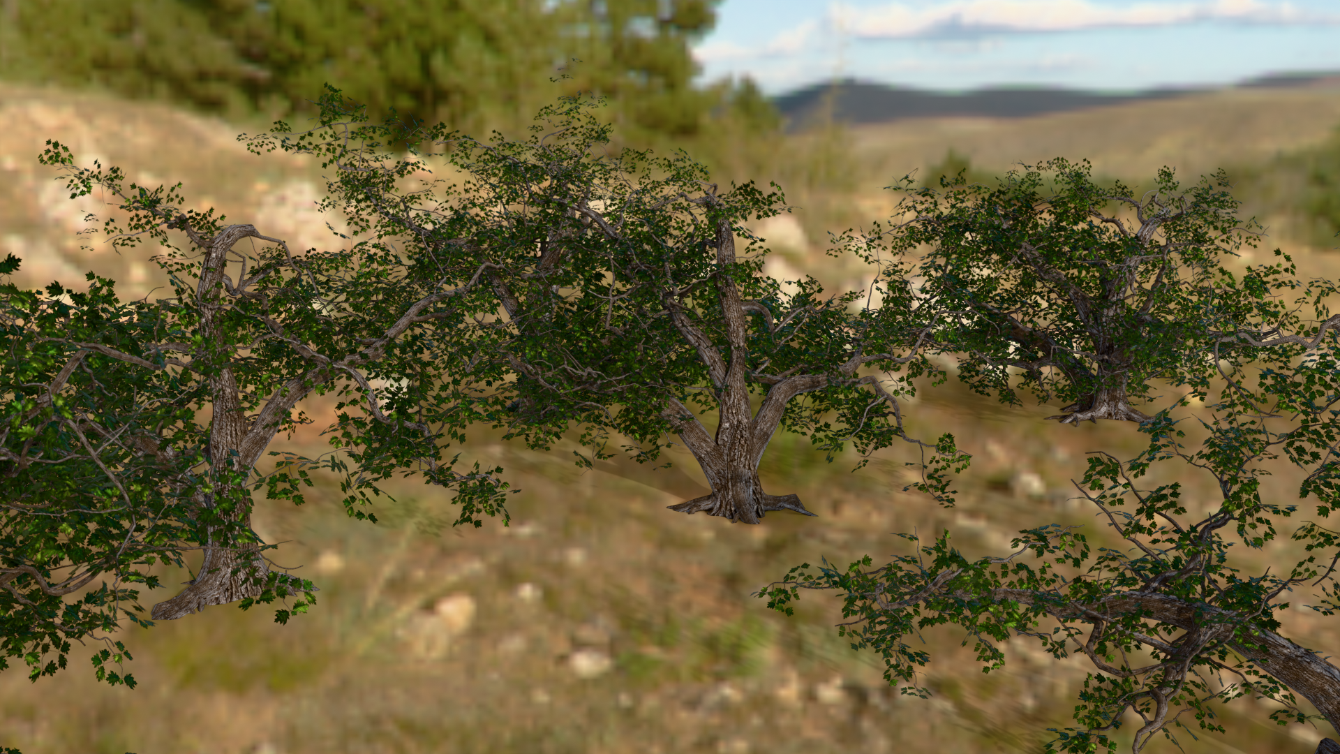Crooked Oak tree bush Variety preview image 1