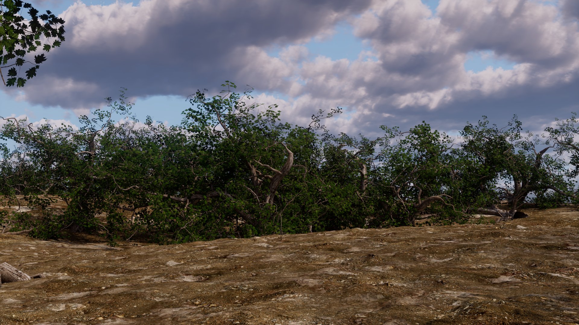 Crooked Oak tree bush Variety preview image 2