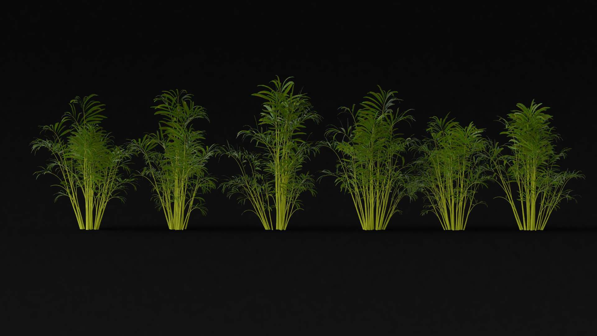 Parlour Palm Variety preview image 1