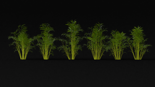 Parlour Palm Variety preview image