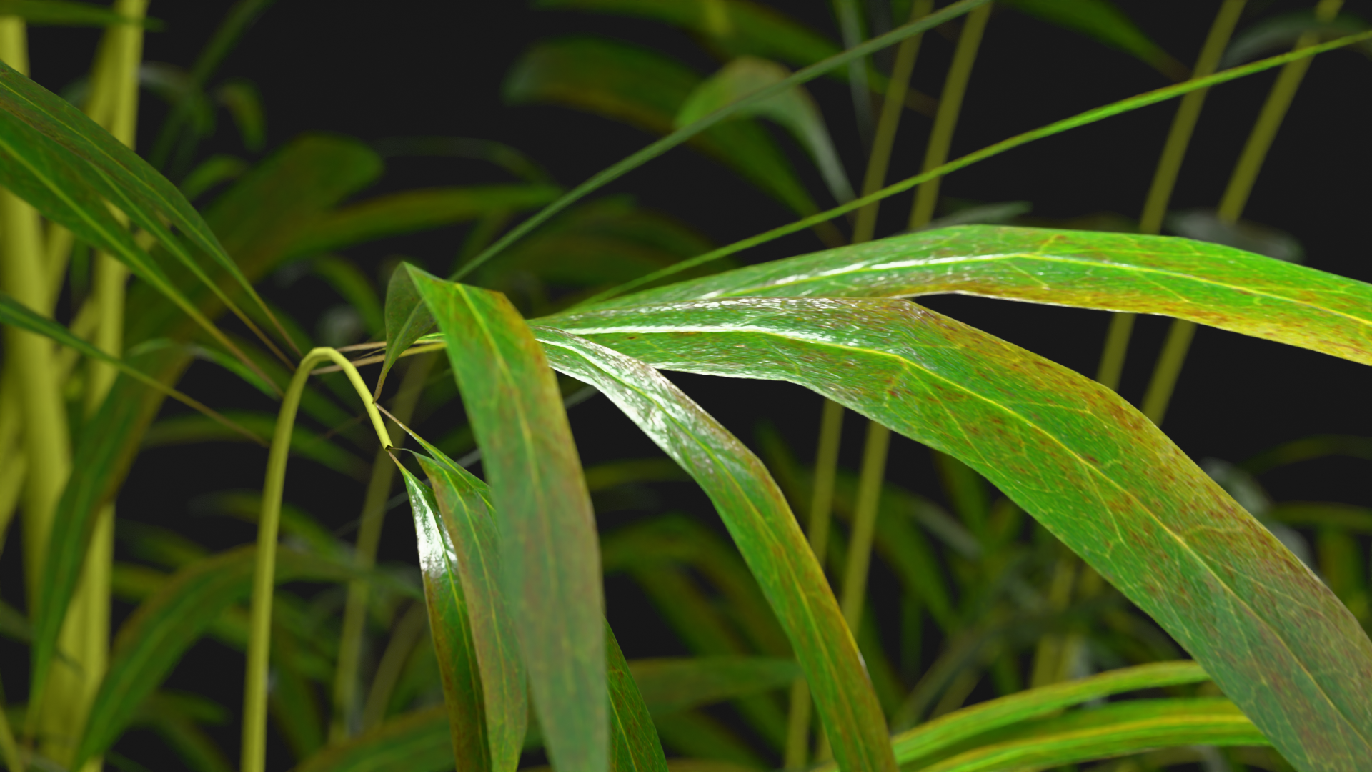 Parlour Palm Variety preview image 2