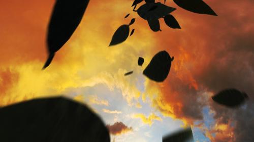 Leafs Falling preview image