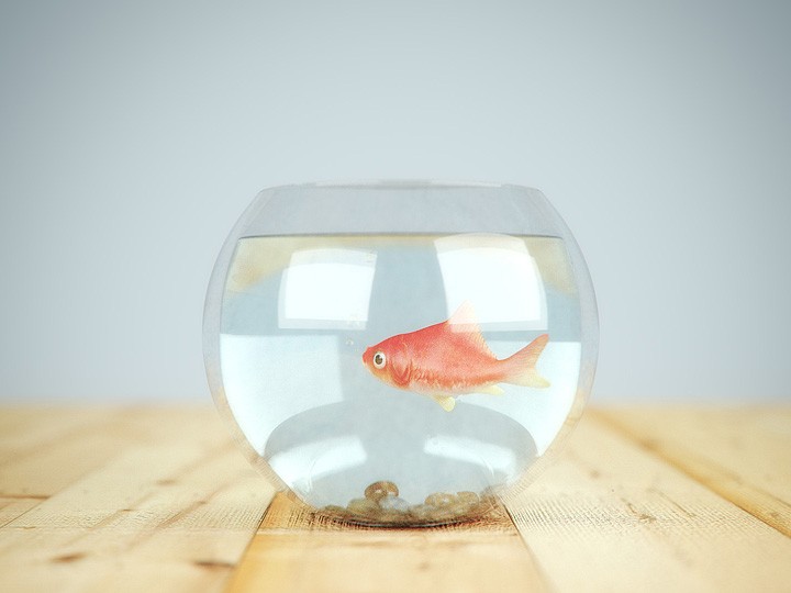 Fish In A Bowl preview image 1