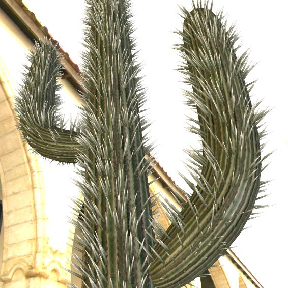 cactus preview image 3