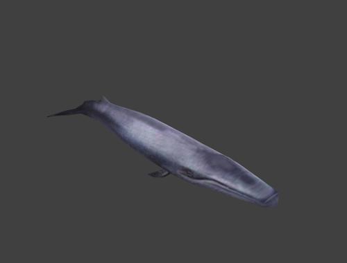 Blue Rorqual preview image