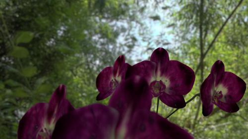 Phalaenopsis flowers preview image