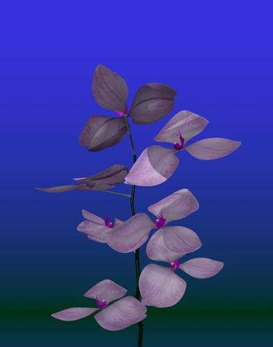 Orchid preview image