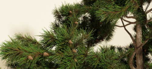 Plants preview image